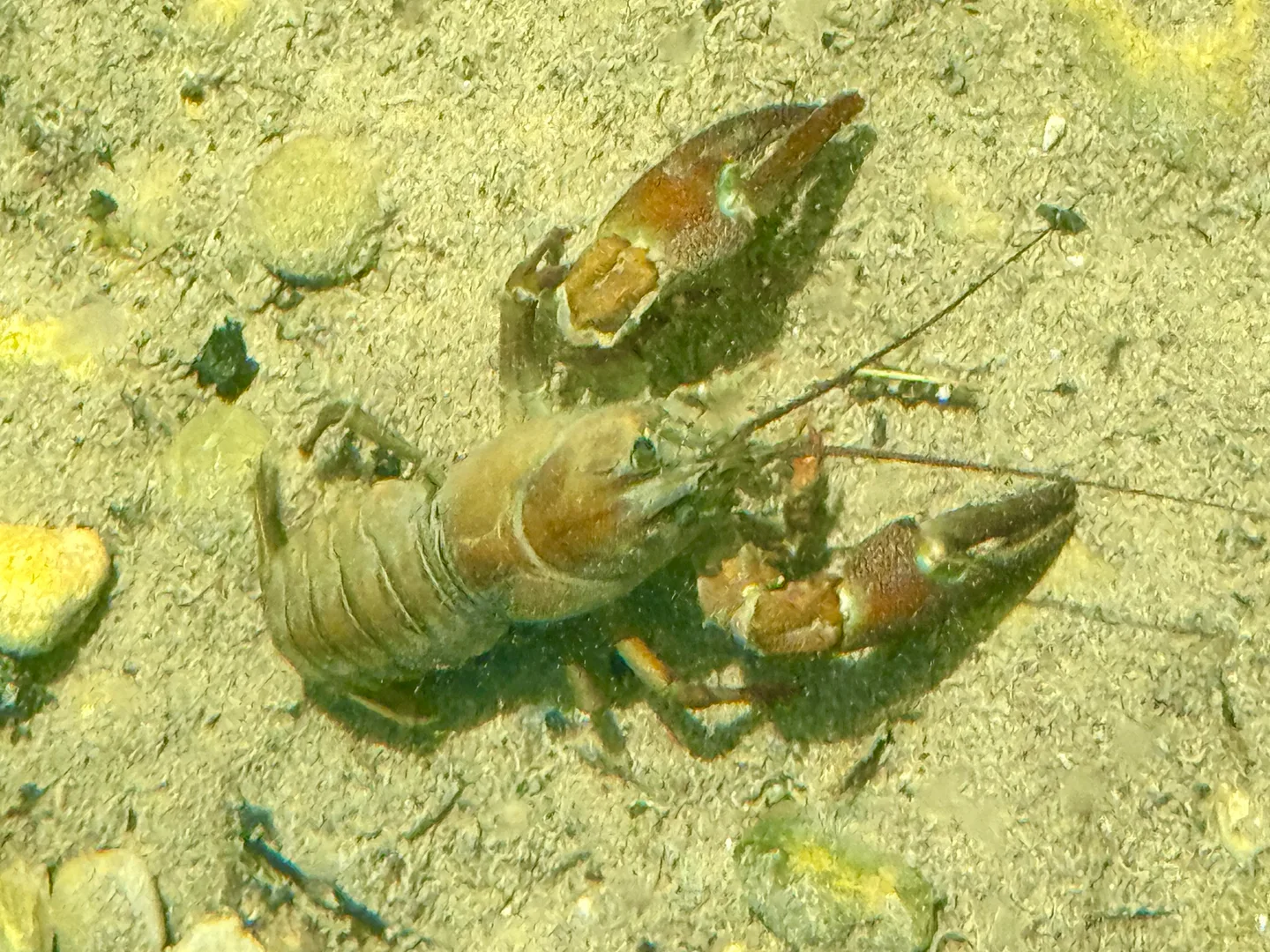 Two signal crayfish on a sunlit stream bed, claws raised