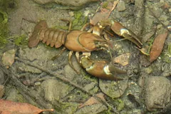 Signal crayfish on a shallow streambed among pebbles and leaves
