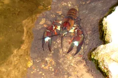 Signal crayfish in a rocky pool, red claws with pale patches at the joints