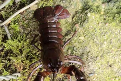 Dark brown signal crayfish on mossy ground, claws spread