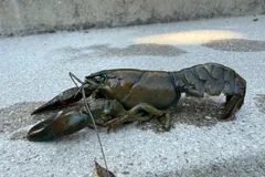 Signal crayfish side view on grey stone, long antennae trailing
