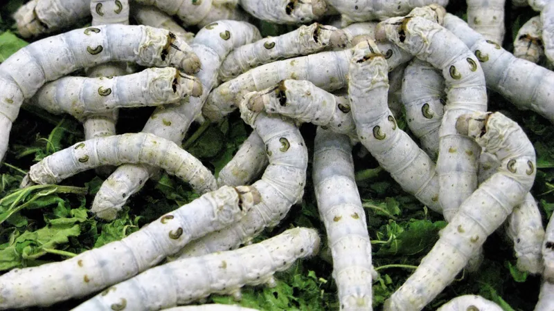 Dozens of pale silkworm caterpillars crawling over green mulberry leaves