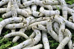 Dozens of pale silkworm caterpillars crawling over green mulberry leaves
