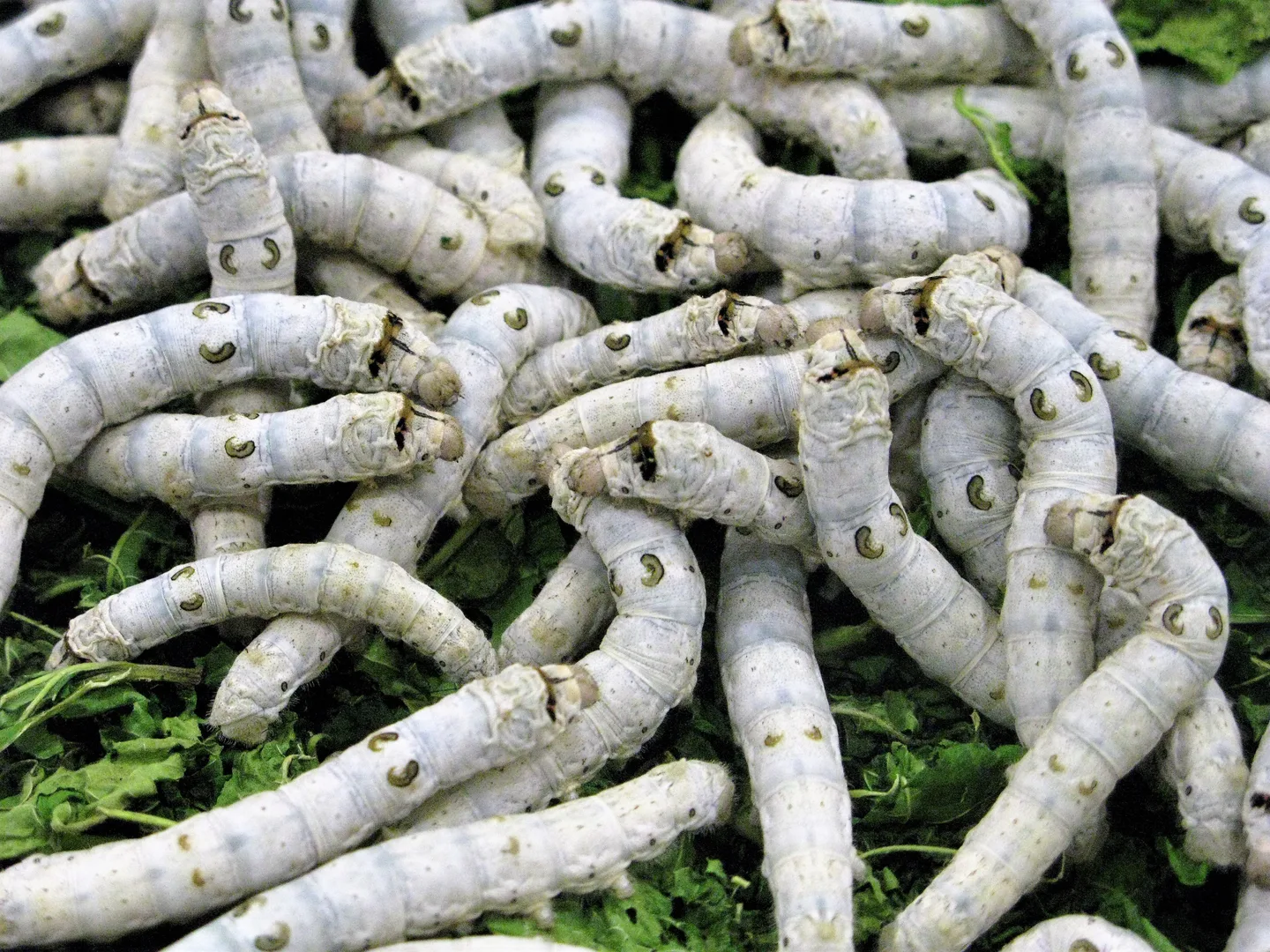 Dozens of pale silkworm caterpillars crawling over green mulberry leaves