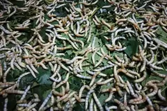 Crowd of grey and cream silkworm caterpillars feeding on a bed of mulberry leaves
