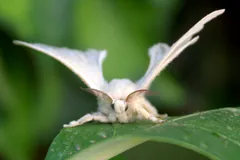White silk moth resting on a green leaf with its wings raised