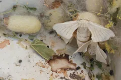 Silk moth beside the white and yellow cocoons it hatched from