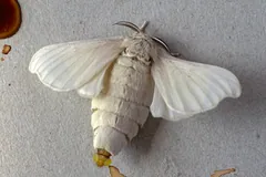 Pale silk moth with rounded cream wings on a grey surface