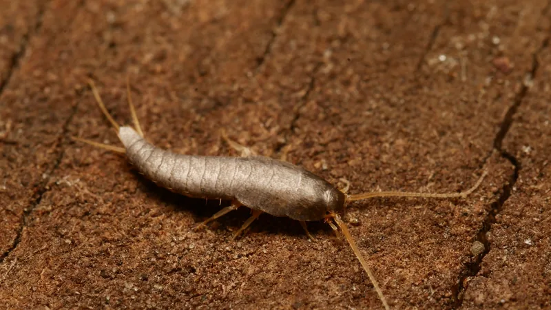Silverfish on reddish wood, its tapering scaly body ending in three long tail bristles