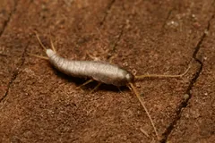 Silverfish on reddish wood, its tapering scaly body ending in three long tail bristles