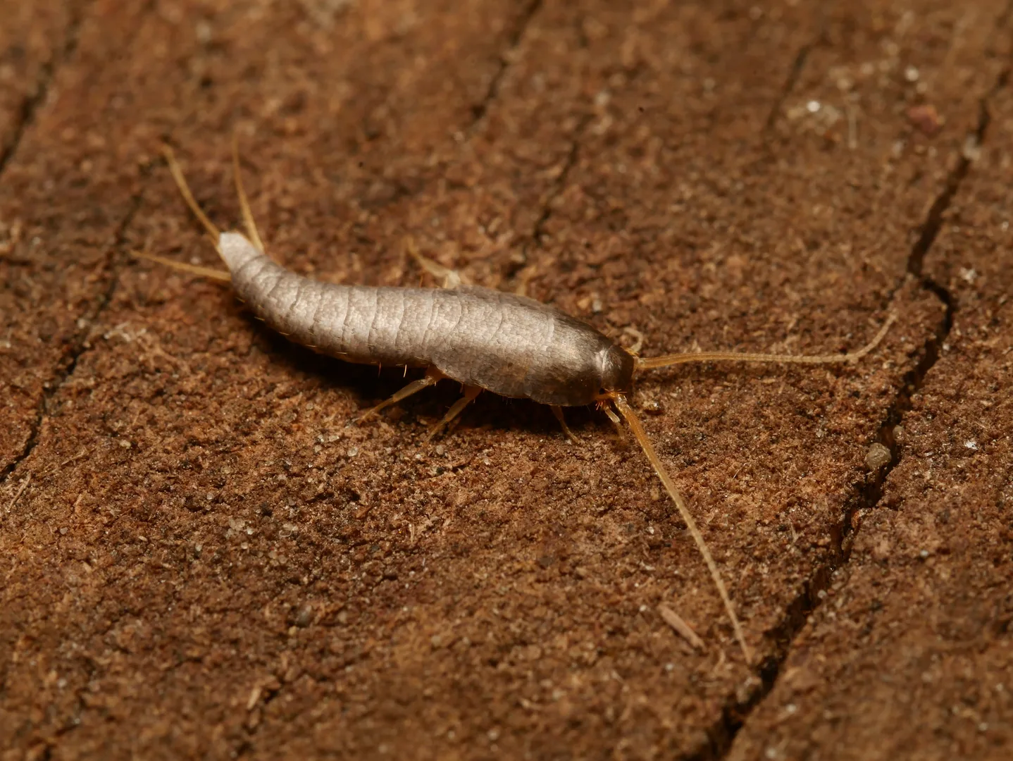 Silverfish on reddish wood, its tapering scaly body ending in three long tail bristles