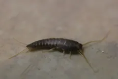 Silverfish on a smooth beige surface, long antennae and tail bristles spread