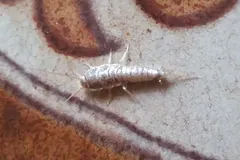 Silver-grey silverfish crossing a patterned tile