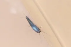 Silverfish with a glistening grey body on a pale surface
