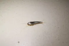Small silverfish on a white wall