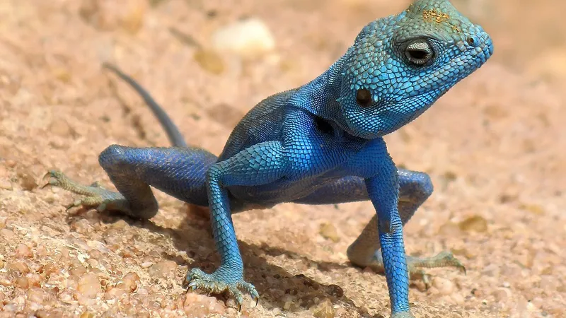 Sinai Agama (Pseudotrapelus sinaitus) in natural habitat