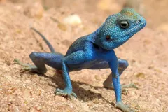 Sinai Agama (Pseudotrapelus sinaitus) in natural habitat