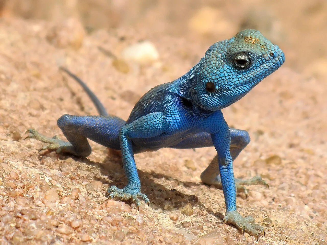 Sinai Agama (Pseudotrapelus sinaitus) in natural habitat