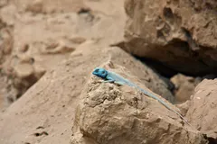 Sinai Agama (Pseudotrapelus sinaitus) basking on desert rock in bright cobalt coloration