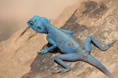 Sinai Agama (Pseudotrapelus sinaitus) in natural habitat