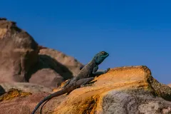 Sinai Agama (Pseudotrapelus sinaitus) in natural habitat