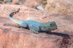 Sinai Agama (Pseudotrapelus sinaitus) in natural habitat