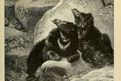 Sloth Bear in natural habitat
