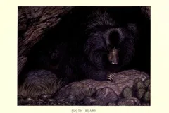 Sloth Bear in natural habitat