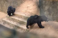 Sloth Bear foraging in woodland