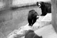Sloth Bear in natural habitat