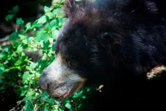 Sloth Bear in natural habitat