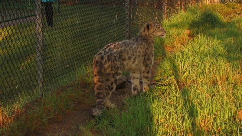 Snow Leopard in natural habitat