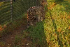Snow Leopard in natural habitat