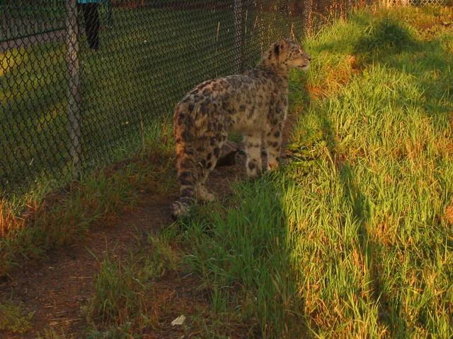 Snow Leopard in natural habitat