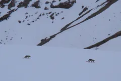 Snow Leopard in natural habitat