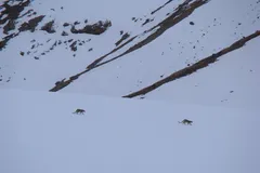 Snow Leopard in natural habitat
