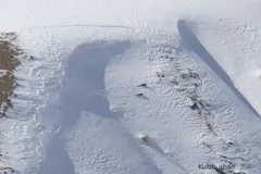 Snow Leopard in natural habitat