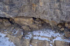 Snow Leopard in natural habitat