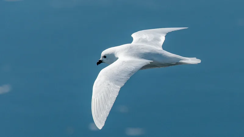 Pure white snow petrel gliding over blue water with its wings held wide