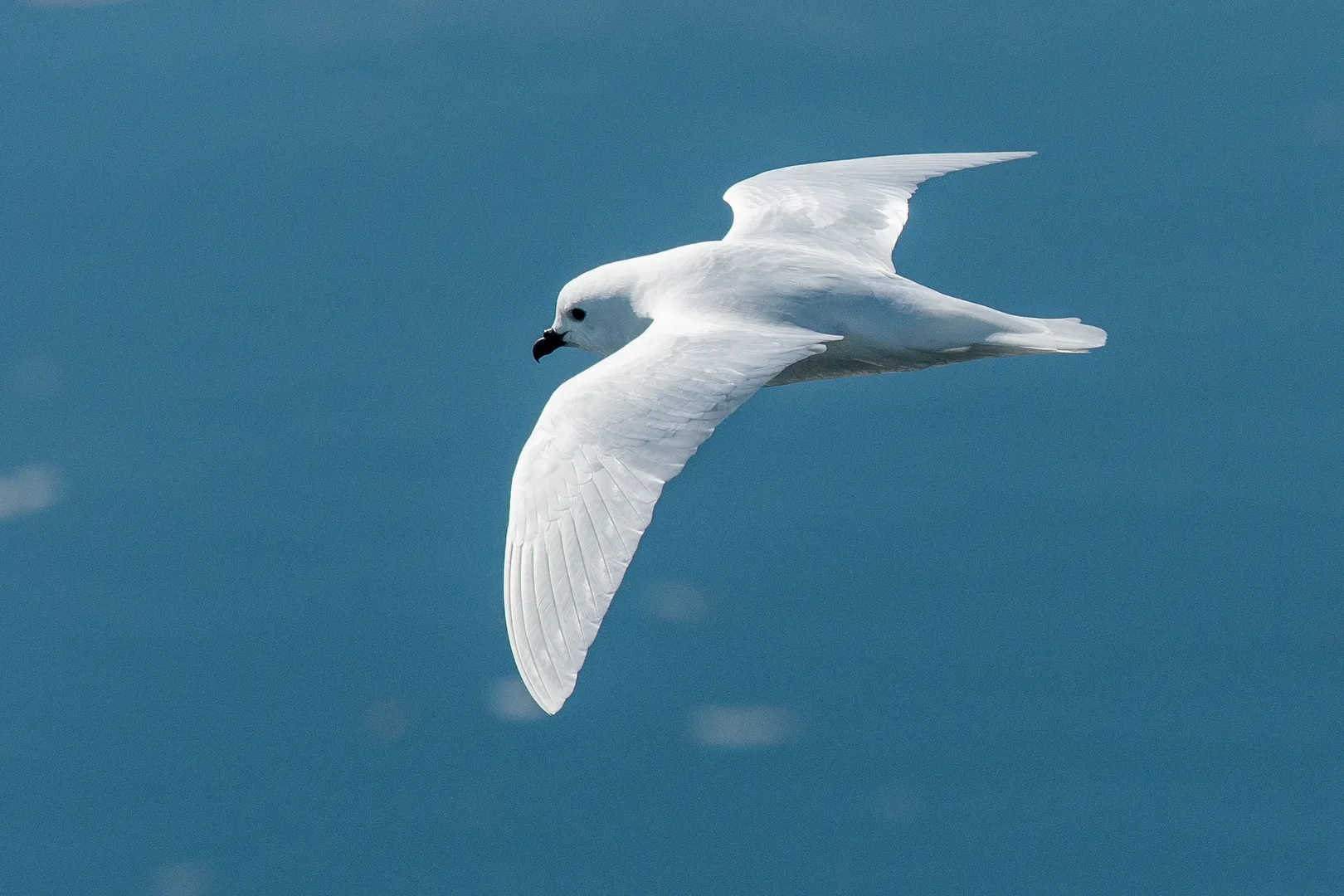 Click to view full screen Pure white snow petrel gliding over blue water with its wings held wide