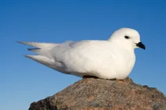 Snow petrel resting on a rock against a clear blue sky, its wingtips crossed over its tail