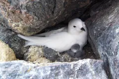 Snow petrel brooding its grey downy chick in a rock crevice nest