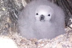 Fluffy grey snow petrel chick sitting in its rock crevice nest