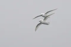 Two snow petrels flying together against a pale grey sky