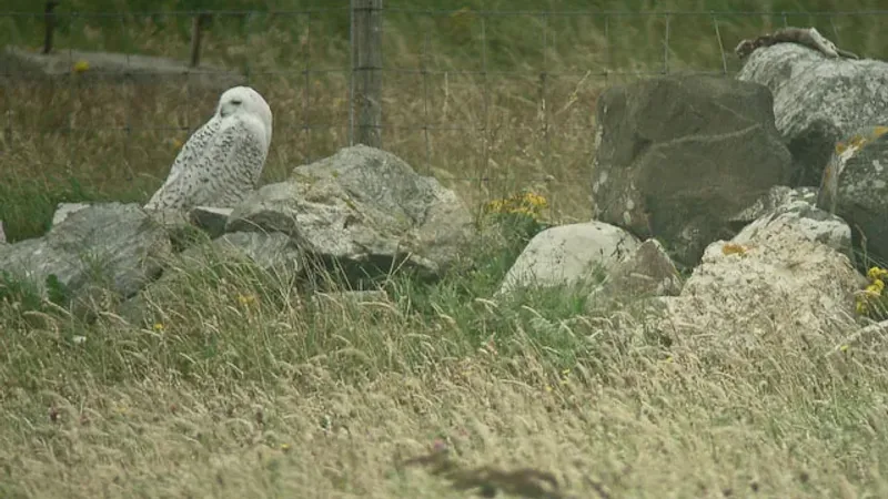 Snowy owl (Bubo scandiacus) This bird hung around for a long time.