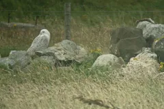 Snowy owl (Bubo scandiacus) This bird hung around for a long time.