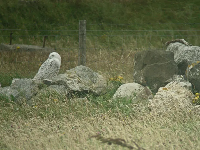 Snowy Owl