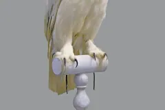 Snowy Owl, adult male, collected by Mr Dode in 1807, part of the collection Besaucèle. Locality: Ast