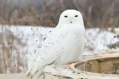 Adult male Snowy Owl Bubo scandiacus, Muskegon Co., Michigan, USA.