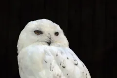 Male Snowy Owl in the Adlerwarte Berlebeck in Berlebeck, Detmold, Germany